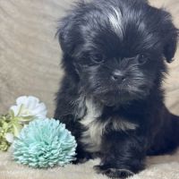 Milo, mâle type shih tzu couleur noire nain #5