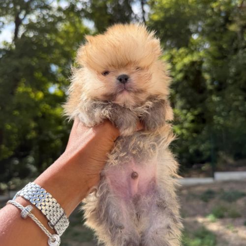 Spitz nain lof #3