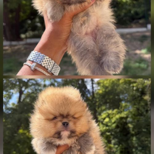 Spitz nain lof #7