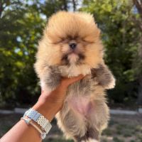 Spitz nain lof #1