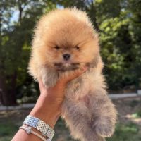 Spitz nain lof #2