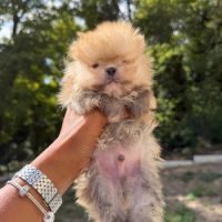 Spitz nain lof #3