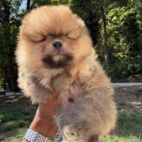 Spitz nain lof #4