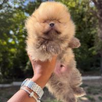 Spitz nain lof #5