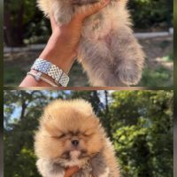 Spitz nain lof #7