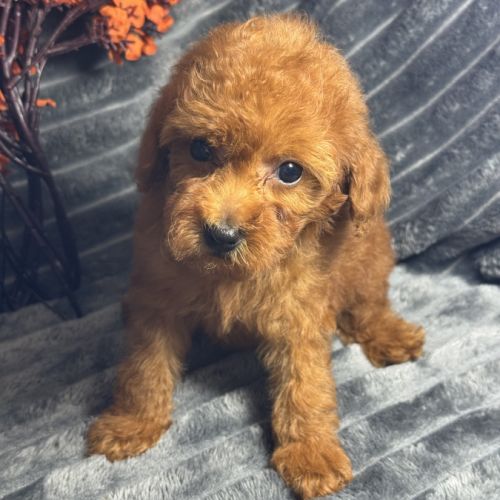 Marguerite, femelle type caniche nain rouge #1