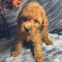 Marguerite, femelle type caniche nain rouge #1