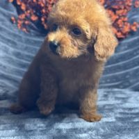 Marguerite, femelle type caniche nain rouge #2