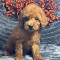 Marguerite, femelle type caniche nain rouge #3