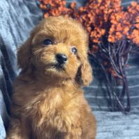 Marguerite, femelle type caniche nain rouge #4