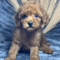 Marguerite, femelle type caniche nain rouge