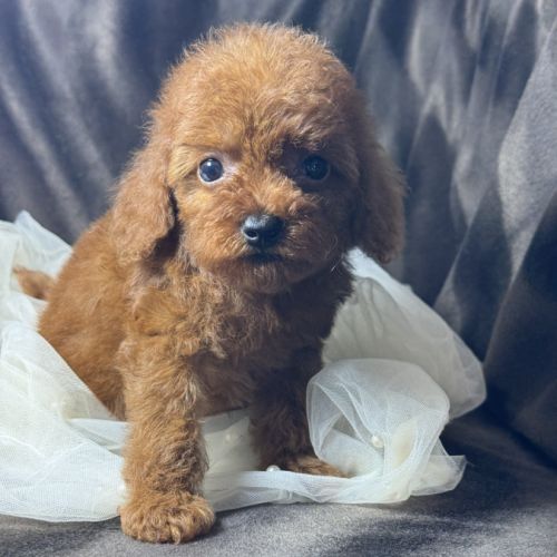 Byron, mâle type caniche nain rouge #0