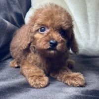 Byron, mâle type caniche nain rouge #1