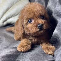 Byron, mâle type caniche nain rouge #2
