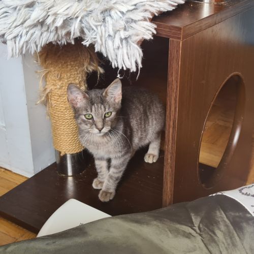 Rusty- chaton timide #2