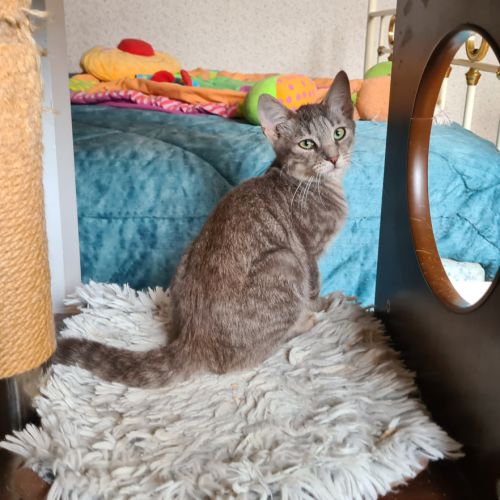 Rusty- chaton timide #3