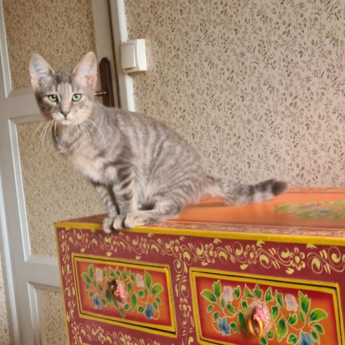 Rusty- chaton timide #4
