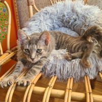 Rusty- chaton timide