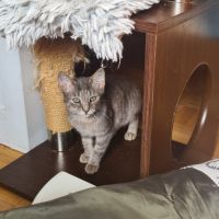 Rusty- chaton timide #2
