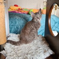 Rusty- chaton timide #3