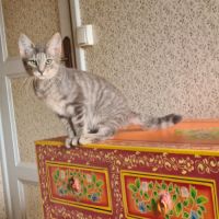 Rusty- chaton timide #4