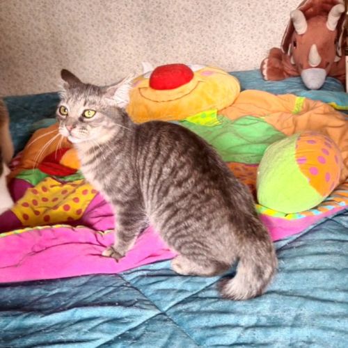 Rosine-adorable chatonne #1
