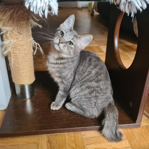 Rosine-adorable chatonne