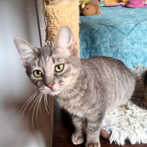 Rosine-adorable chatonne #4