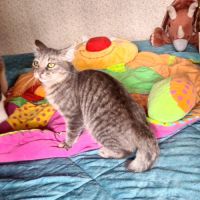 Rosine-adorable chatonne #1
