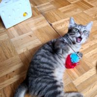 Rosine-adorable chatonne #3