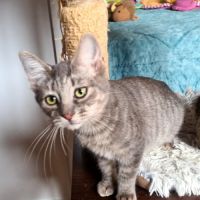 Rosine-adorable chatonne #4