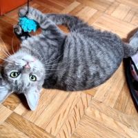 Rosine-adorable chatonne #5