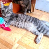 Rosine-adorable chatonne #6