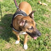 Mia - jolie chienne #1