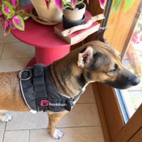 Mia - jolie chienne #0