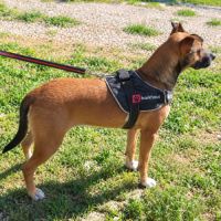 Mia - jolie chienne #3
