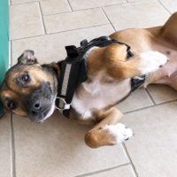 Mia - jolie chienne #4