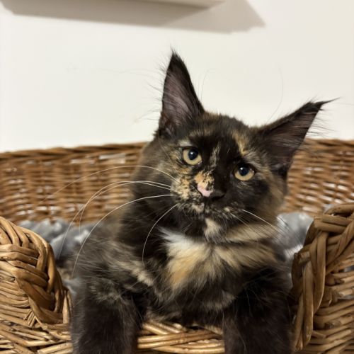 Magnifiques femelles maine coon loof #1