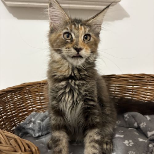 Magnifiques femelles maine coon loof #2