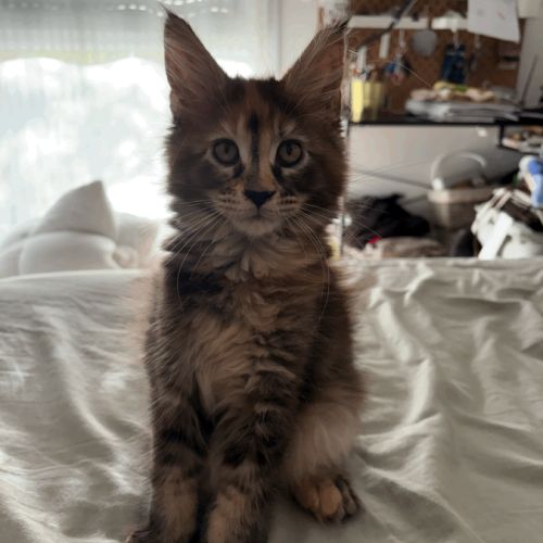Magnifiques femelles maine coon loof