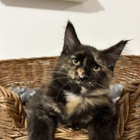 Magnifiques femelles maine coon loof #1