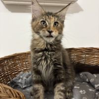 Magnifiques femelles maine coon loof #2