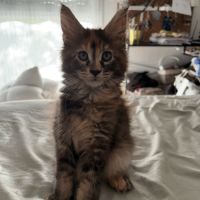 Magnifiques femelles maine coon loof