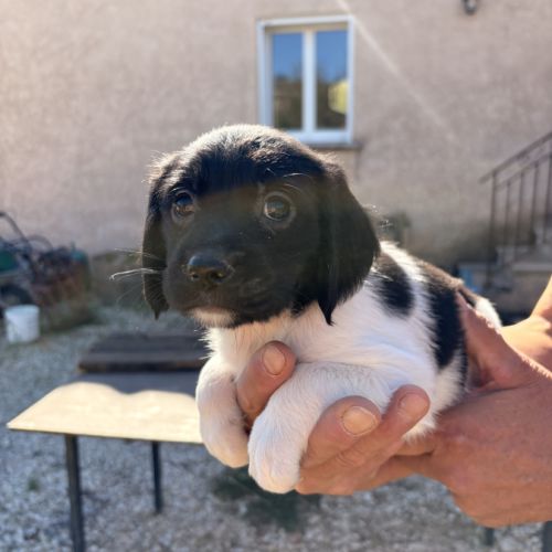 Chiots epagneul breton x springer