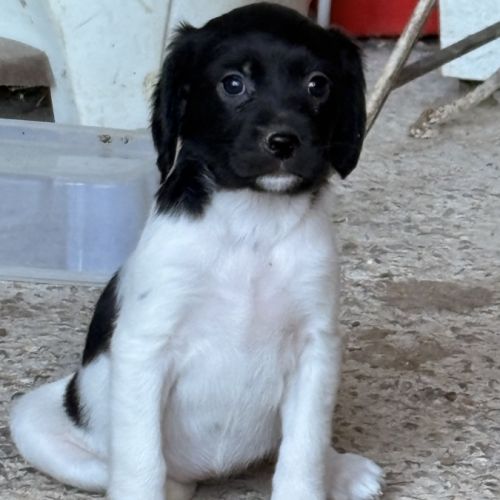 Chiots epagneul breton x springer #2