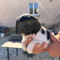 Chiots epagneul breton x springer #0
