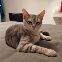 Louri, tigré gris