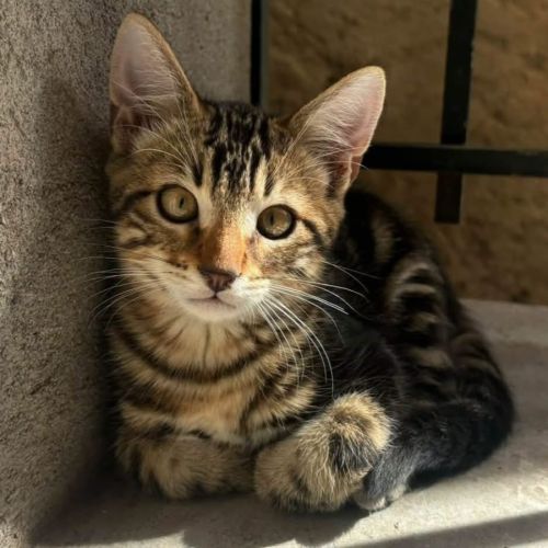 Taz - chaton coquin #0