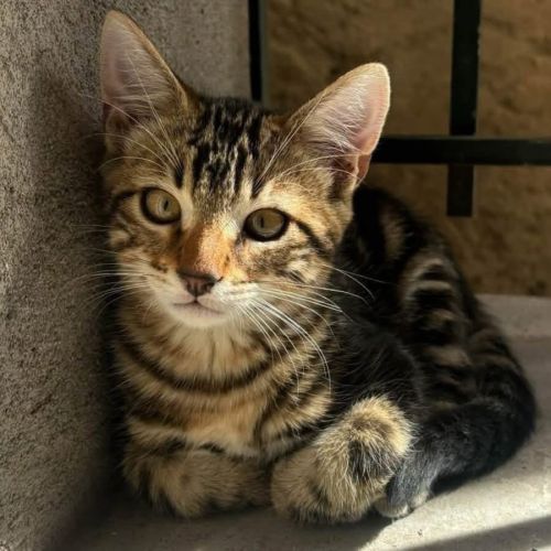Taz - chaton coquin #4