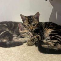 Taz - chaton coquin #2